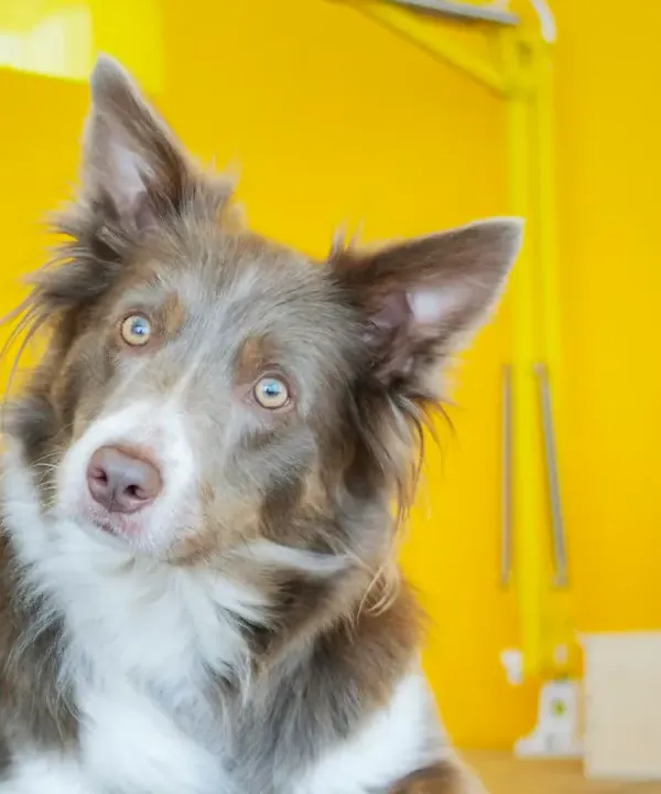 Biscuit, a brown and white border collie, tilting his head at the camera